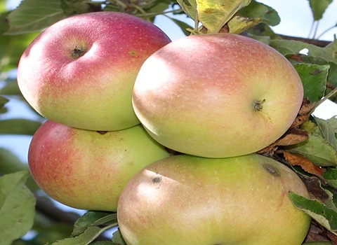 https://shp.aradbranding.com/قیمت سیب گالا فرانسه + خرید باور نکردنی